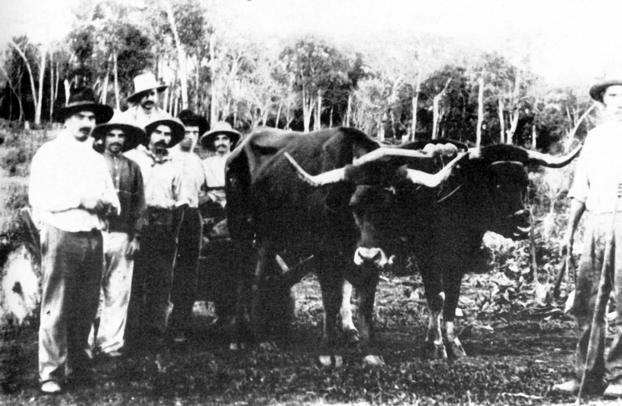 Rio Grande do Sul, 1910. Trasporto di materiale da costruzione